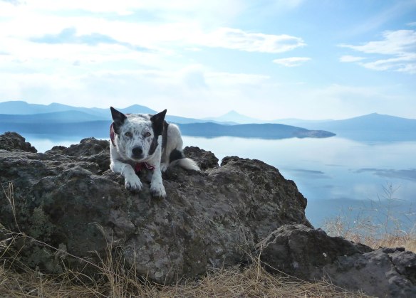 Ringo_Hagelstein_large